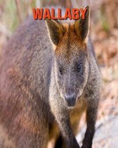 Wallaby