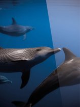 Cadeautip! Plexiglas schilderij - dolfijn - 70 x 100 cm - Day & Night - luxe ophangsysteem