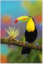 Graphic Message - Schilderij op Canvas - Toekan - Vogel - Tropisch - Kleurrijke Woonkamer Kunst