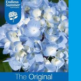 1x Hydrangea 'Endless Summer THE ORIGINAL BLUE' - Hortensia - Planthoogte 25-30 cm in pot