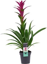 Mama's Planten - Guzmania Alerta - Bromelia - Paars - Bloeiende Kamerplant - Geeft Sfeer En Zuurstof - ↨ 60cm - ⌀ 13cm