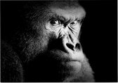 Silverback gorilla op zwarte achtergrond - Foto op Posterpapier - 42 x 29.7 cm (A3)