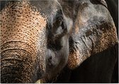 Aziatische olifant op zwarte achtergrond - Foto op Posterpapier - 70 x 50 cm (B2)