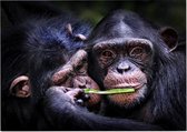 Chimpansee schattig koppel - Foto op Posterpapier - 70 x 50 cm (B2)