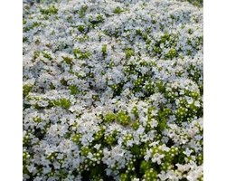 6x Thymus praecox 'Albiflorus' - Kruiptijm - Pot 9x9 cm