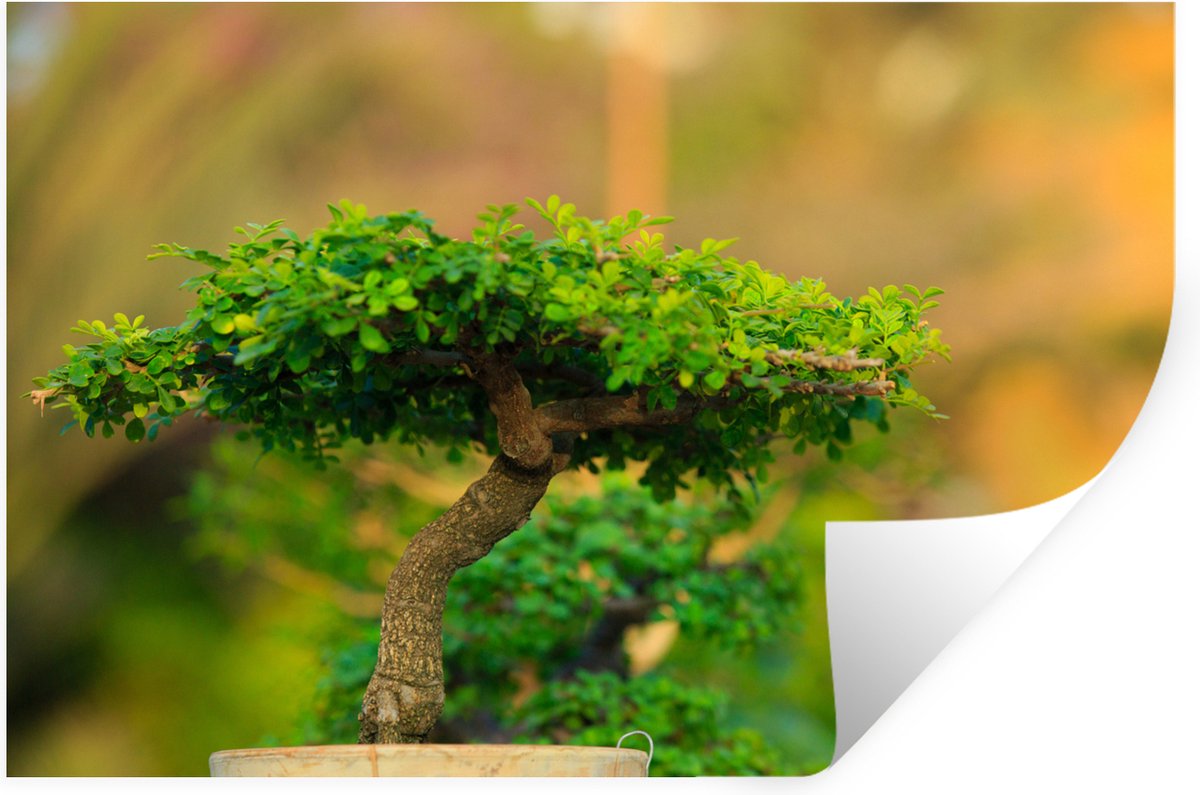 Muurstickers - Sticker Folie - Bonsai bomen in een rij - 30x20 cm - Plakfolie - Muursticke