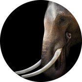 Aziatische olifant op zwarte achtergrond - Foto op Behangcirkel - ⌀ 100 cm