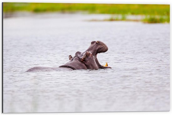 Dibond - Wegzwemmend Nijlpaard - 60x40cm Foto op Aluminium (Wanddecoratie van metaal)