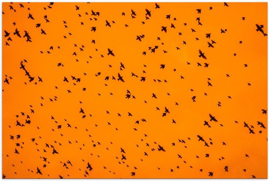 Poster – Zwerm Vogels tegen Gele Lucht - 120x80cm Foto op Posterpapier