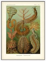 Sabella - Chaetopoda (Kunstformen der Natur), Ernst Haeckel - Foto op Akoestisch paneel - 90 x 120 cm