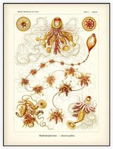 Epibulia - Siphonophorae (Kunstformen der Natur), Ernst Haeckel - Foto op Akoestisch paneel - 150 x 200 cm