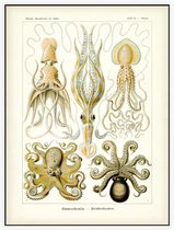 Octopus - Gamochonia (Kunstformen der Natur), Ernst Haeckel - Foto op Akoestisch paneel - 150 x 200 cm