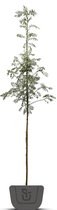 Lijsterbes | Sorbus aucuparia Fastigiata | Stamomtrek: 10-12 cm