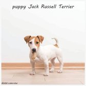 Jack Russell Terrier Puppy 2022 Calendar