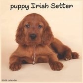 Irish Setter Puppy Calendar 2022