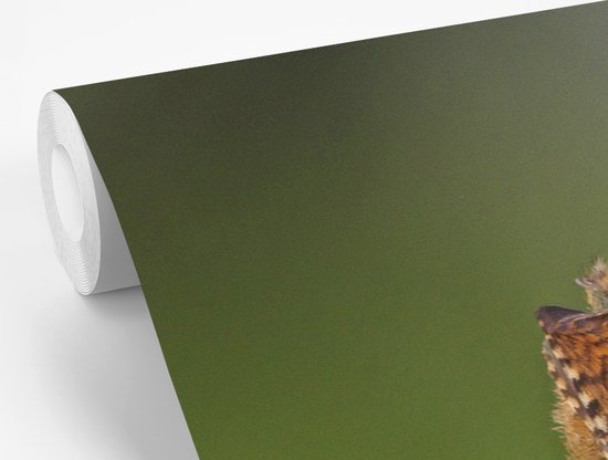 Papier peint photo vinyle - Wren sur une clôture en bois vert largeur 450 cm x hauteur 300 cm - Tirage photo sur papier peint (disponible en 7 tailles)