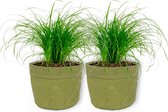 2x Diervriendelijke kamerplant -Cyperus Zumua - Kattengras 20cm hoog - in groene sierzak