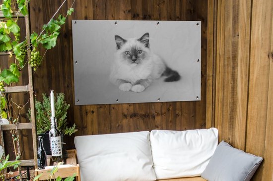 Affiche de jardin Paysage Chat Ragdoll - noir et blanc - 120x80 cm - Jardin