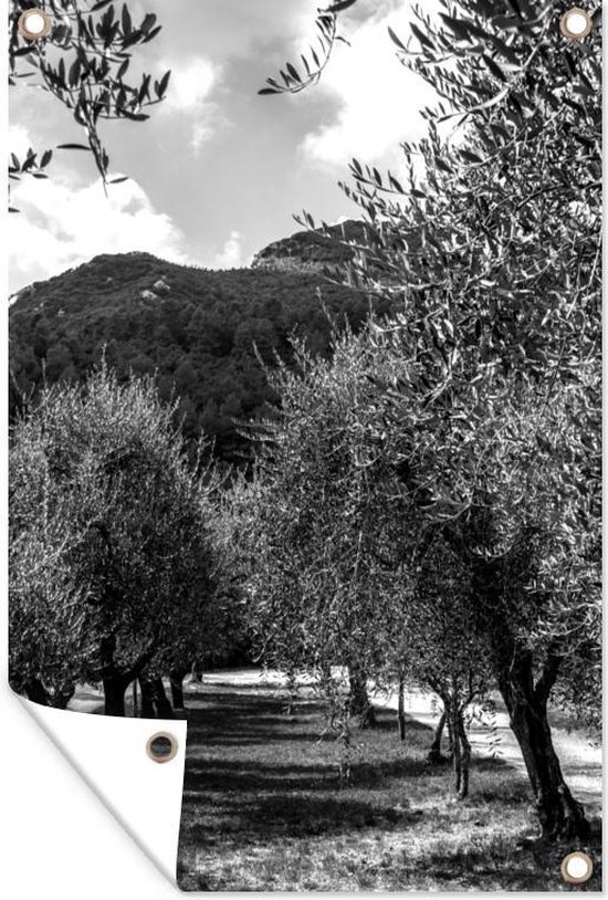 Muurdecoratie Een laan van Italiaanse olijfbomen - zwart wit - 120x180 cm - Tuinposter - Tuindoek - Buitenposter