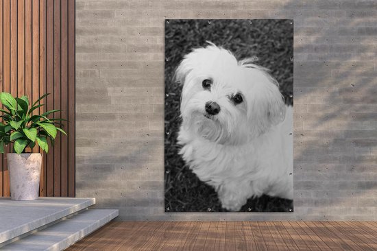 Décoration murale Chien maltais levant les yeux - noir et blanc - 120x180 cm - Affiche jardin