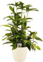 Hellogreen Kamerplant - Dracaena Surculosa - 60 cm - Elho brussels soap