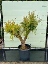 Granaatappelboom - Citrusboom - stamomvang 40-50 cm
