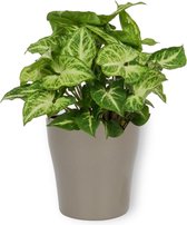 Kamerplant Syngonium Arrow - ± 25cm hoog – 12 cm diameter - in zilverkleurige pot