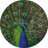 Muurcirkel Pauw No2 - buiten en binnen - buiten en binnen - tuinposter - Ø 50 cm