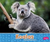 Australian Animals - Koalas