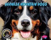 Big Dogs - Bernese Mountain Dogs