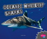 All About Sharks - Oceanic Whitetip Sharks