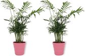 2x Kamerplant Chamaedorea – Mexicaanse Dwergpalm - ± 30cm hoog – 12 cm diameter - in roze pot