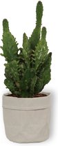 Cactus Opuntia Monacantha - Schijfcactus - ±25 cm hoog – 12cm diameter - in grijze sierzak