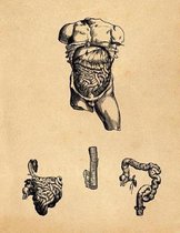 Anatomy Notebook: Andreas Vesalius - Liver Stomach and Intestines - Premium College Ruled Notebook 110 Pages