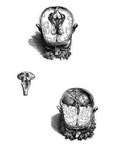 Anatomy Notebook: Human Brain 03 - Andreas Vesalius Anatomy Art College Ruled Notebook 110 Pages