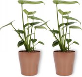 2x Kamerplant Monstera Deliciosa Tauerii – Gatenplant - ±  30cm hoog – 12cm diameter - in koperkleurige pot