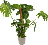 Kamerplant Monstera Deliciosa – Gatenplant ± 80cm hoog – 19cm diameter - in grijze katoenen sierzak