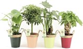 Tropische Kamerplanten Mix - Zink met Touw Potjes - Set van 4 - Luchtzuiverend - Alocasia, Schefflera, Monstera, Radermachera