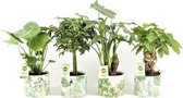 Tropische Kamerplanten Mix - Jungle Keramiek Potjes - Set van 4 - Luchtzuiverend - Alocasia, Schefflera, Monstera, Radermachera