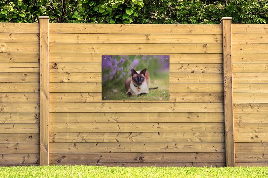 Un chat siamois se trouve par le poster jardin violet lavande 90x60 cm - Toile de jardin / Toile d'extérieur / Peintures pour l'extérieur (décoration de jardin)