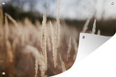 Muurdecoratie Droog riet in een veld - 180x120 cm - Tuinposter - Tuindoek - Buitenposter