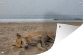 Muurdecoratie Honden slapen op het strand - 180x120 cm - Tuinposter - Tuindoek - Buitenposter