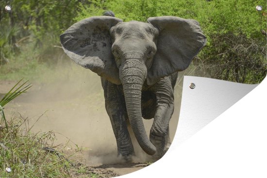 Affiche Running Elephant Garden 120x80 cm - Toile de jardin / Toile d'extérieur / Peintures d'extérieur (décoration de jardin)