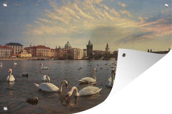 Muurdecoratie Praag - Zwaan - Water - 180x120 cm - Tuinposter - Tuindoek - Buitenposter