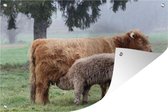 Un veau Highlander écossais boit une toile en vrac au jardin de maman Poster