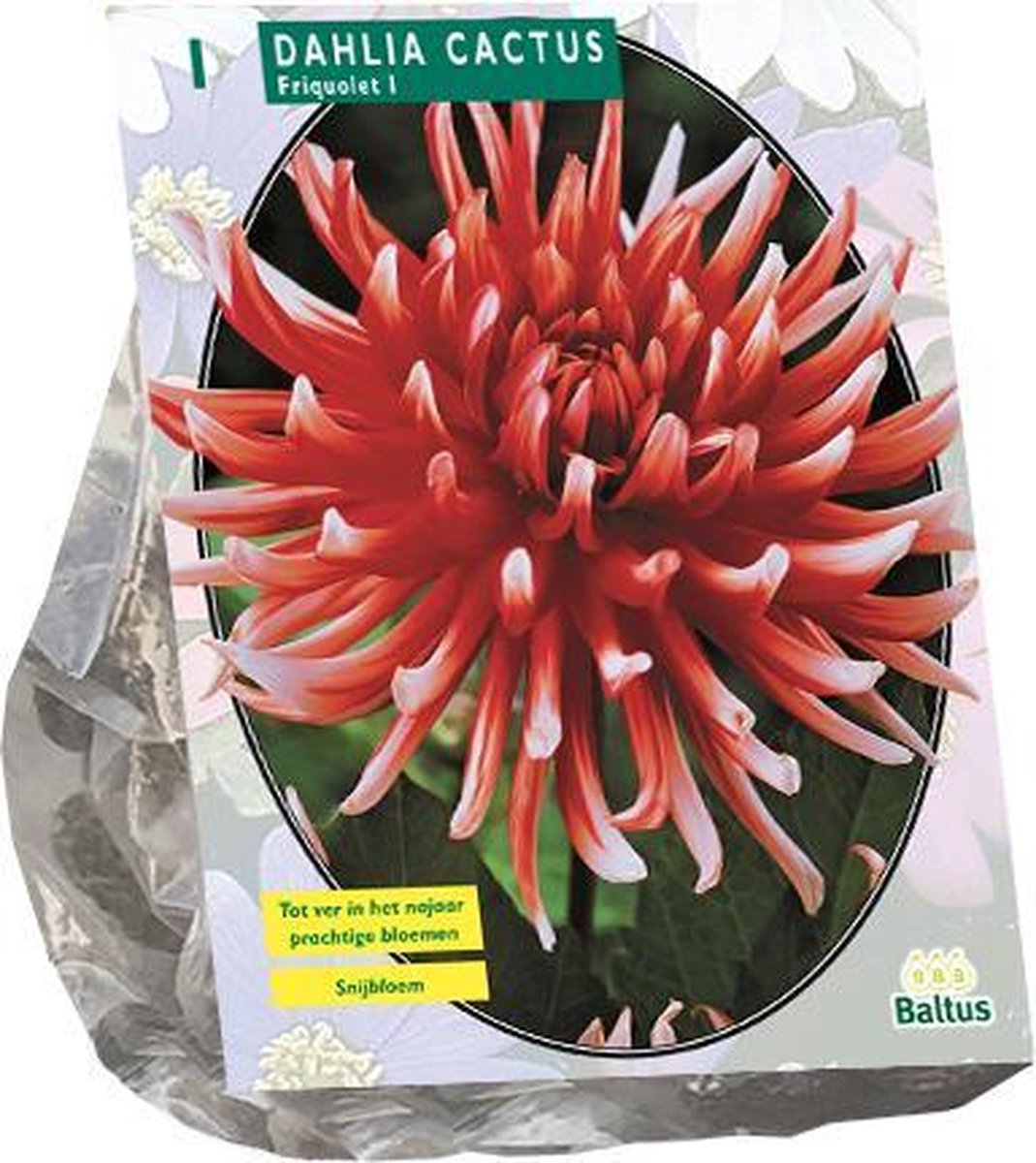 Dahlia Cactus Friquolet per 1 | zomerbloeier | oranje