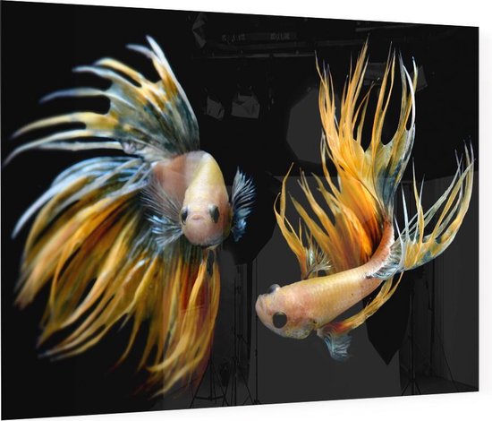 2 geel zwarte vissen - Foto op Plexiglas - 60 x 40 cm