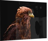 Steenarend op zwarte achtergrond - Foto op Plexiglas - 60 x 40 cm