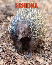 Echidna