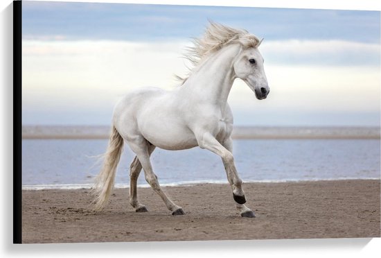 zuigen Legende aanvaardbaar Canvas - Wit Paard op Strand - 90x60cm Foto op Canvas Schilderij  (Wanddecoratie op... | bol.com